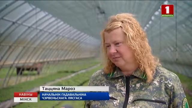 Выращивание посадочного материала в Червенском лесхозе