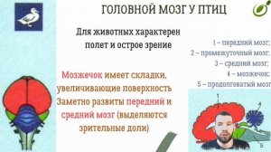 Л.38 | РАЗДРАЖИМОСТЬ И РЕГУЛЯЦИЯ У ОРГАНИЗМОВ | ОБЩАЯ БИОЛОГИЯ ЕГЭ