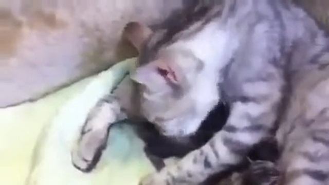 Мама кошка заботится о котятах  Как это мило Смешные приколы с кошками1
