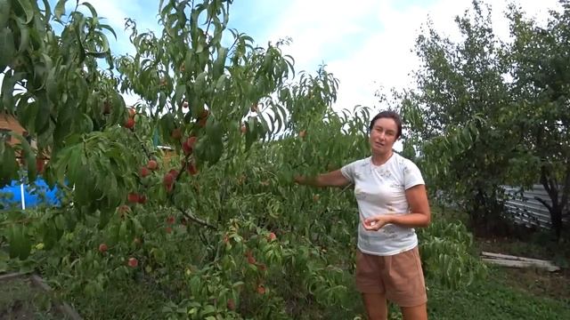 Собрали персик. Персик из косточки. Немного о цветах. смотреть онлайн
