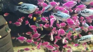 Тернеции не будет!