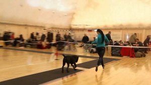 Ринг кане корсо