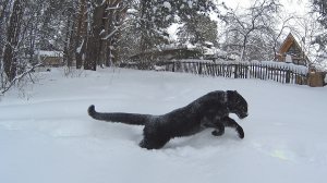 Леопард в снегу