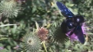 Violet Carpenter Bees Xylocopa violacea