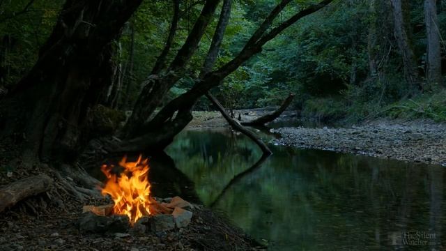 Как сажать вербу черенками? смотреть онлайн