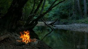 Как сажать вербу черенками?