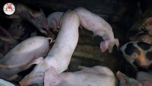 Миллион на свиньях.Чем кормить свиней.Просрочка с магазинов.Пивная дробина для корма свиней.