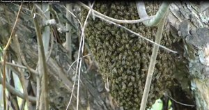 Пчелиный рой в мае? Дикая уссурийская (индийская) пчела.mp4