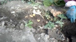 Урожай картофеля из семян  Сорт Баллада