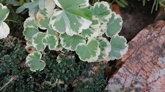 ?Колеусы, пеларгонии в саду.?Съёмка 2 сентября 2021 г.?Мои комнатные цветы на даче.?Осень.? смотреть онлайн