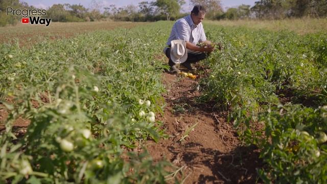 После этого вершинной гнили на томатах не будет! Суперэффективная подкормка! смотреть онлайн