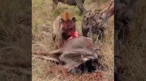 Гиены заживо едят антилопу