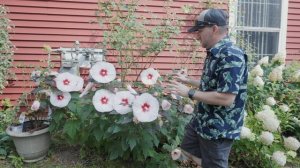 Are you ready for Summerific Week | Perfect Storm Rose Mallow | Garden Obsessions