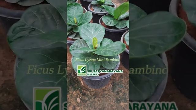 Ficus Lyrata Mini Bambino plants in kadiyam