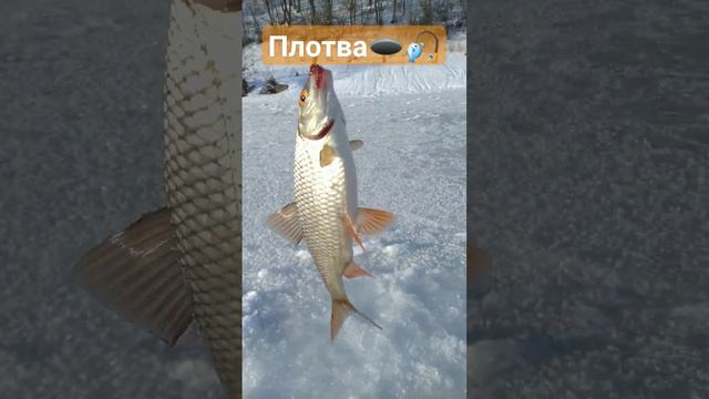 РЫБАЛКА на МОРМЫШКУ 🐟🎣🐟🌊🐟🎣🌊🐟🌅📽️🌲🌲🌲