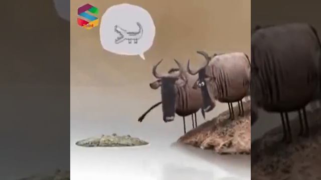 Крокодил или дерево? смотреть онлайн