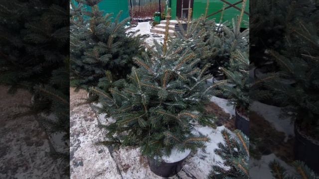 25 ноября 2022. Голубые елки смотреть онлайн