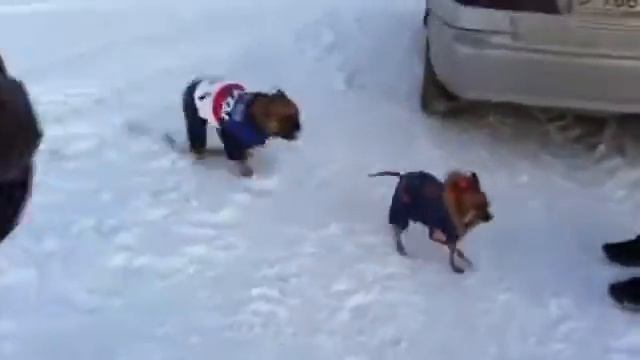 Наш Той продолжает сражаться с бульдогом! Очень смешно! смотреть онлайн