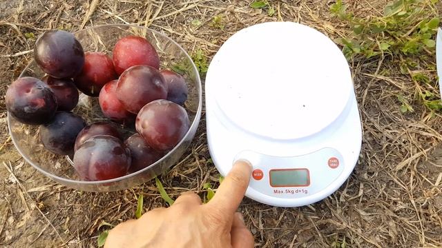 Алыча Генерал 21.07.2018 смотреть онлайн