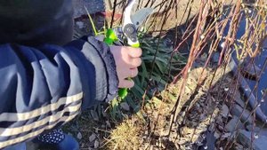 Ива козья Пендула. Обрезка весной.