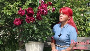 Роза Бургунди Айс. Первое цветение