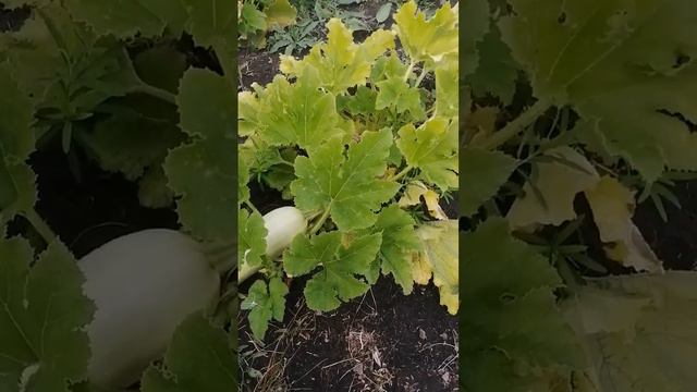 выращивание кабачков летом
