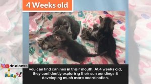 Easiest way to determine a kitten's age!