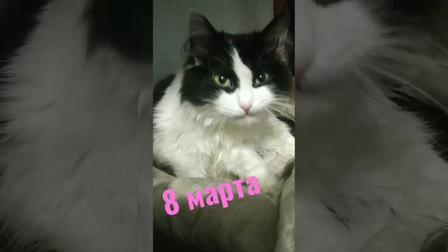 готовимся к 8 марта#shortsvideo#приколы#смешныевидео#1000#животные #котики#кот #отмечаем #праздник