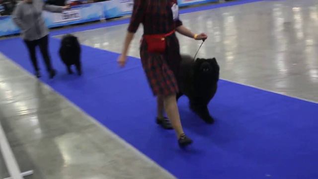 Россия 2017 чау чау 18.11.17 г. Суки промежуток-1 смотреть онлайн