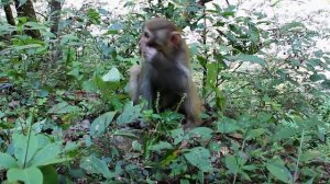 monkeys Zhangjiajie china. Обезьяны в парке Чжанцзяцзе. Китай