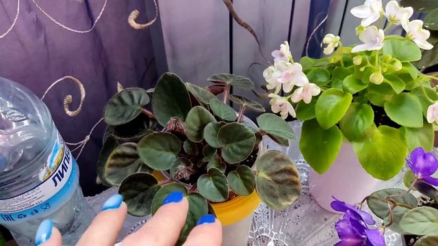 Фиалки трейлеры. Как вырастить красивый кустик! Про формирование.