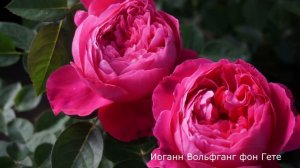 Краткий обзор розы Иоганн Вольфганг фон Гете - Johann Wolfgang von Goethe.(Evers Германия, 2004)
