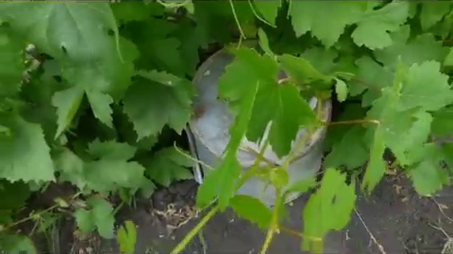 Опыление винограда для селекции