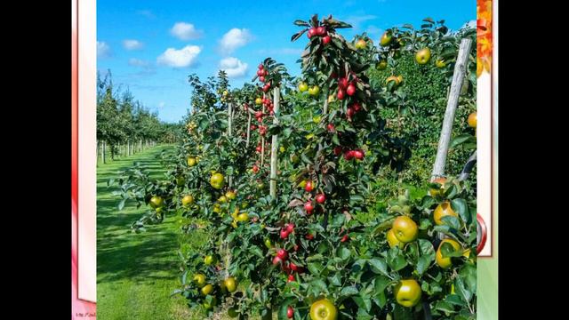 Жаратылыстану өсімдіктің досы мен дұшпаны смотреть онлайн