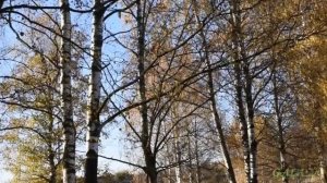 ПОСЛЕДНИЙ ДЕНЬ ОСЕНИ. Татьяна Снежина.