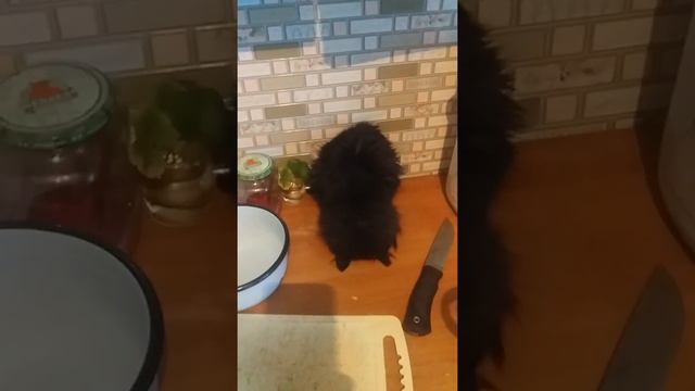 Приколы кот сломался смотреть онлайн