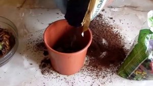 Правильная пересадка Замиокулькас ( Zamioculcas).