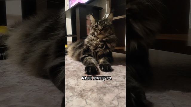 Мейн кун Марс #animals #мейнкун #mainecoon #смешныеживотные #воронеж