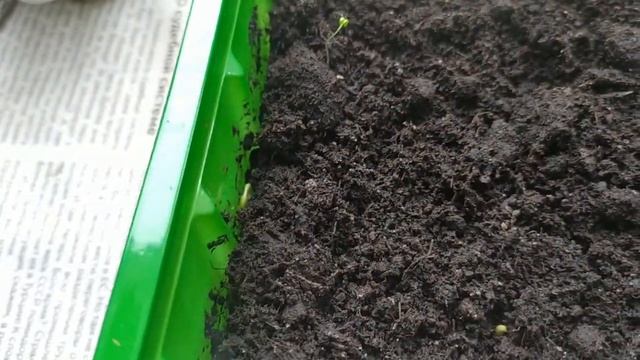 ВЛОГ: ЖИЗНЬ В ДЕРЕВНЕ / СЛОМАЛИСЬ ОЧКИ/ ЕДЕМ В ГОРОД смотреть онлайн