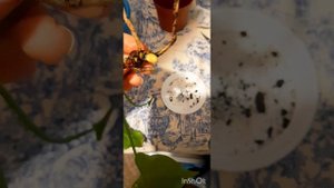 Цветок Антуриум? Гнилые корни...пересадка.