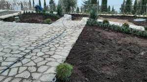 История одной оливы в Крыму