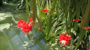 Мюнстер, ботанический сад в мае