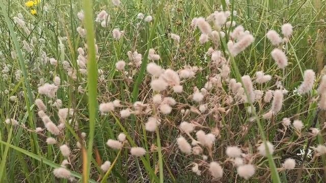 16 августа народный праздник АНТОН ВИХРОВЕЙ. народные приметы и поверья