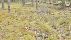 Грибы в Вологодской области 2020. Часть 1. Строчки. Лес. Река Молога.