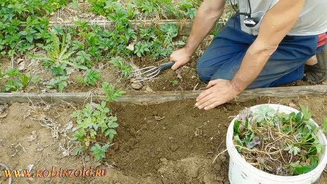 Противосорнячный инструмент и быстрая прополка грядок от корневищных сорняков смотреть онлайн
