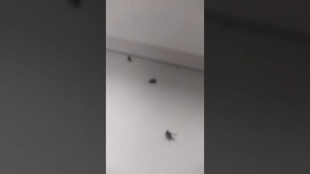 Мухи крутятся смотреть онлайн