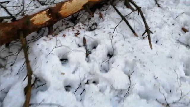 Счастливый конец дня! Поиск рогов оленя 2021! Рога оленя! Zrzuty jeleni 2021, zrzuty 202, deer horn