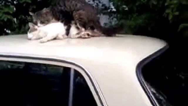 Пока она спит...он жарит ее!!! смотреть онлайн