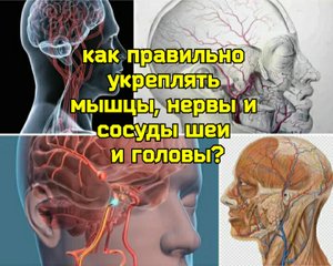 Разболтанные шейные позвонки С3-С7 мешают мозгу питаться кровью. Как выбрать правильные упражнения?