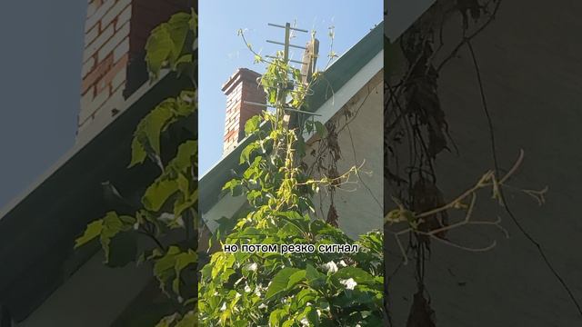 Странным образом улучшился приём ТВ антенны на даче